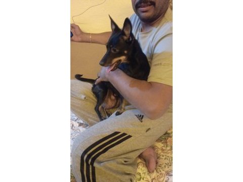 Minyatür pinscher yavruları dişi erkek