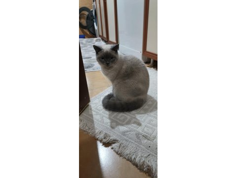 British shorthair damızlık kediler