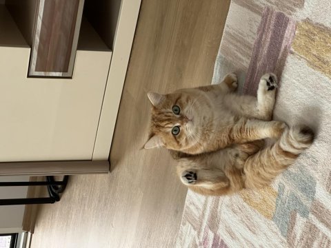 British shorthair 1 yaşında