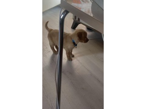 Altın golden retriever yavrumuz