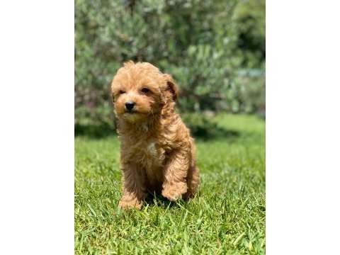 Maltipoo yavruları sizleri bekliyor  