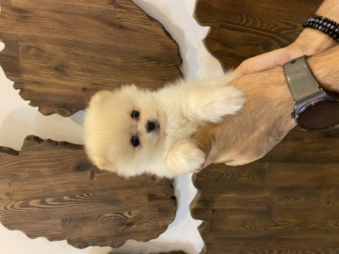 Pomeranian yavrular