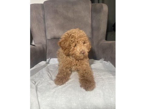 1 no erkek maltıpoo oğlumuz