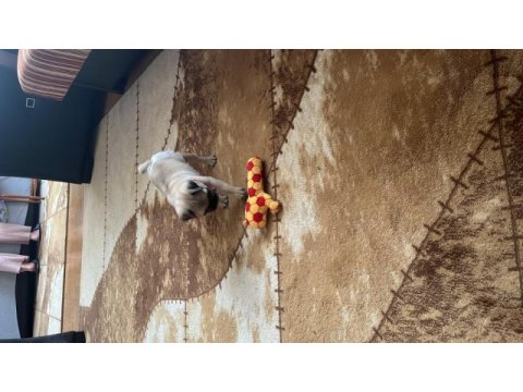 45 günlük krem dişi pug mops