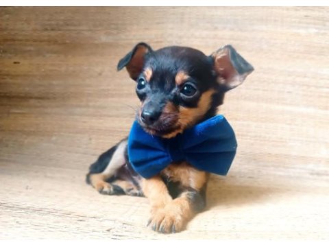 O bir avuç multi çocuk pinscher