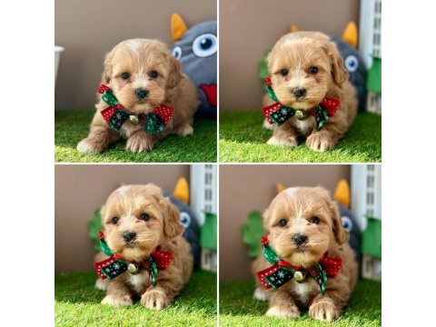 Çok tatlı minik maltipoo bebekler
