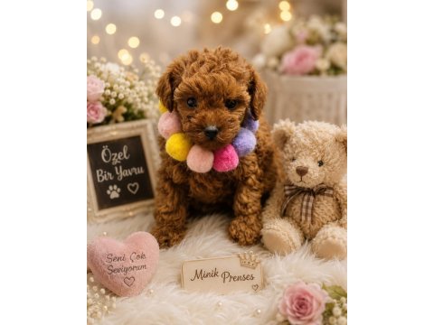 Premıum korea teacup toy poodle yavrularımız