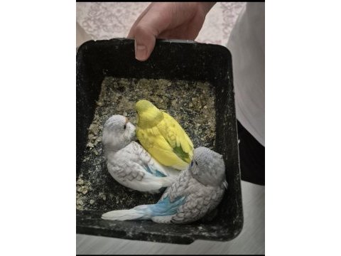 Bebek muhabbet kuşları