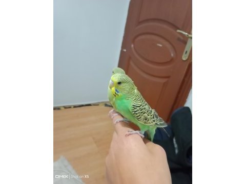 Jumbo ele alıştırmalık muhabbet kuşu