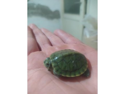 Su kaplumbağası kırmızı yanak