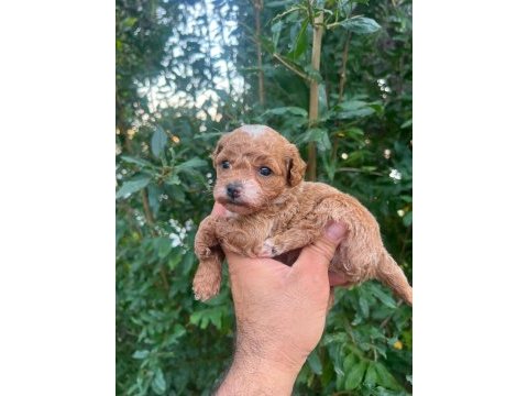 0 numara maltipoo