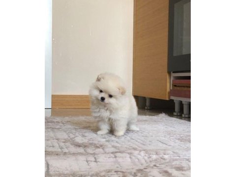 3 aylık dişi orijinal pomeranian boo