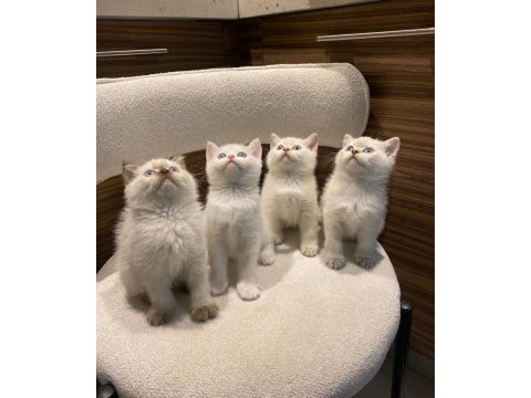 Bluepoint british shorthair yavrularımız
