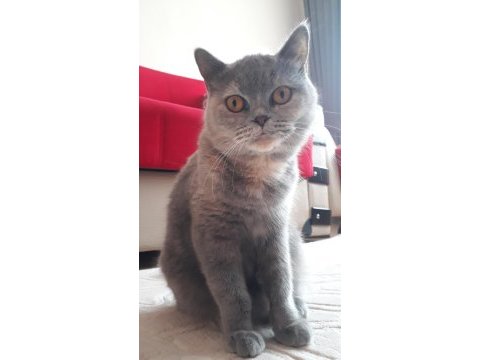 British shorthair güzel kızım leidi