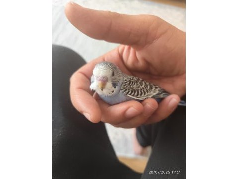 Yeni yeme düşen bebek muhabbet kuşu yavrular