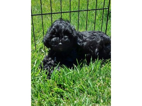 Siyah maltipoo yavrulari
