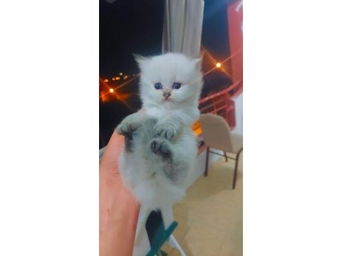 Safkan bebekler british longhair