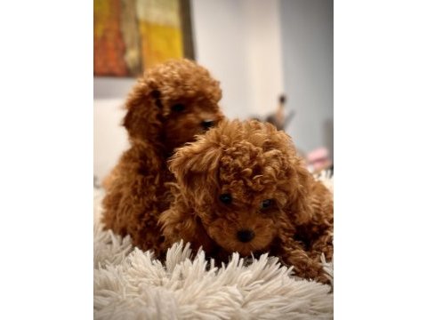 Red toy poodle bebekler