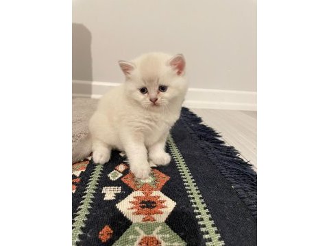 Blue point british longhair kedilerim