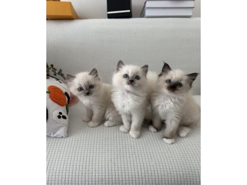 Safkan scrli anne-babadan ragdoll yavrular