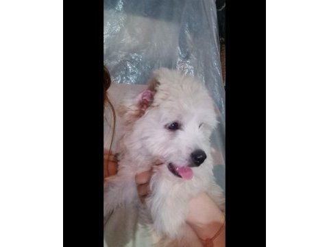 3 aylık terrier erkek sahibinden sahiplendiriyoruz