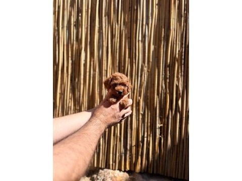 Kore poodle 2 aylık