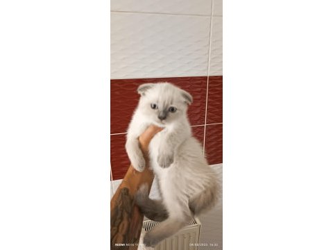 Lynx point scottish fold dişi