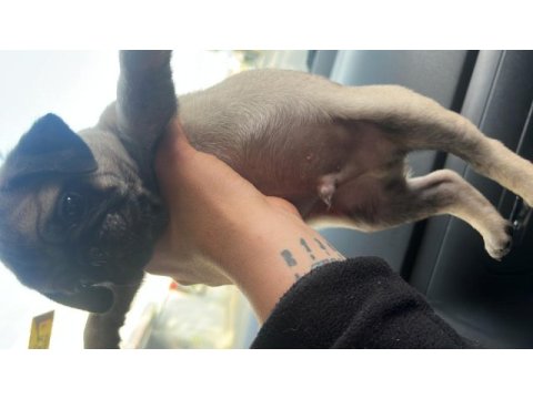 Krem pug mops