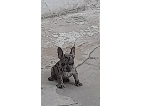 2 aylık merle french bulldog