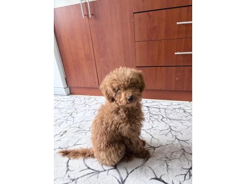 Sevimli poodle köpekler