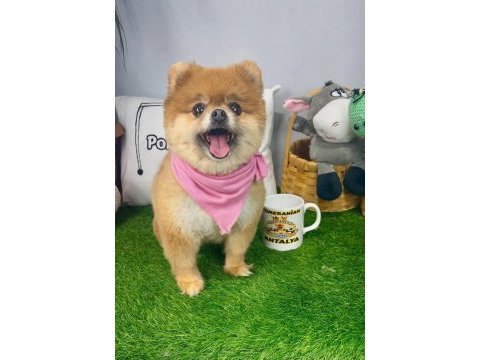 17 aylık dişi orijinal kızanda pomeranian
