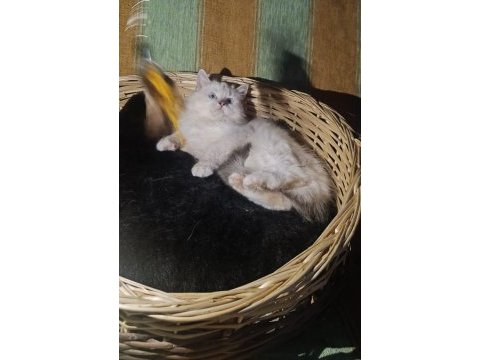Ragdoll yıldızım