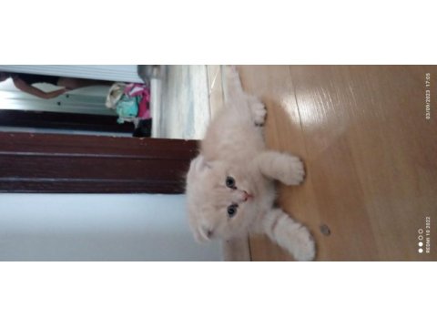 Scottish fold yavru