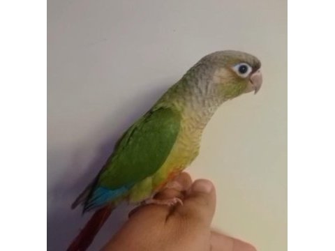 El besleme konur papağanı