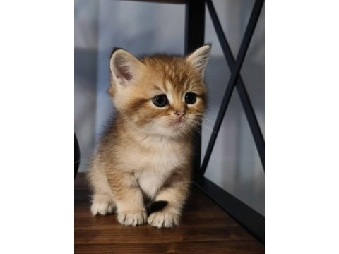 Golden minik british shorthair bebeğim
