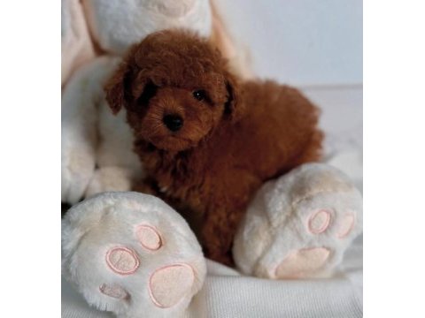 Oyuncu ve safkan toy poodle bebekler
