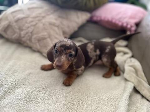 Mini dachshund bebekler aşılı garantili