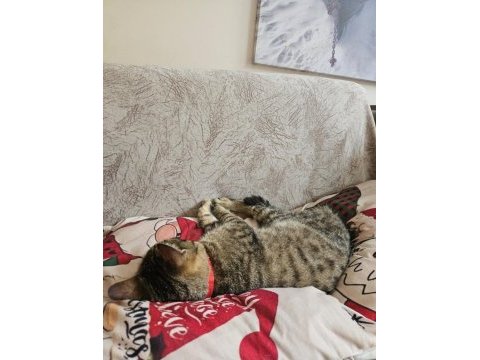 Ücretsiz ev kedisi
