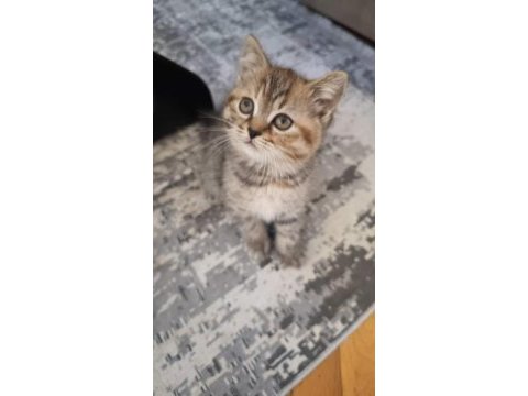 2 aylık dişi ve erkek scottish fold yavrularım