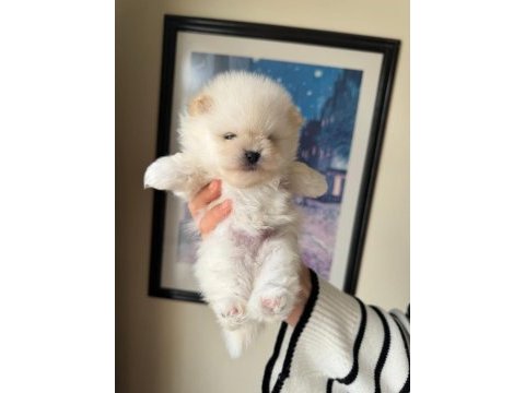A kalite pomeranian bebeklerim