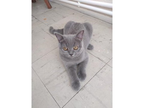 British shorthair bebeklerimiz
