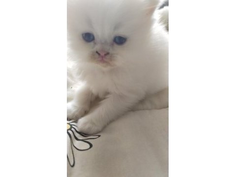 Mavi gözlü british longhair bebekler