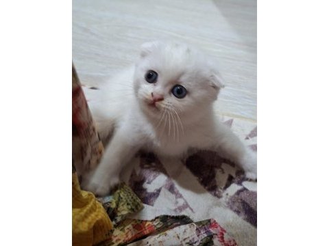 Tatlı kedim helenim