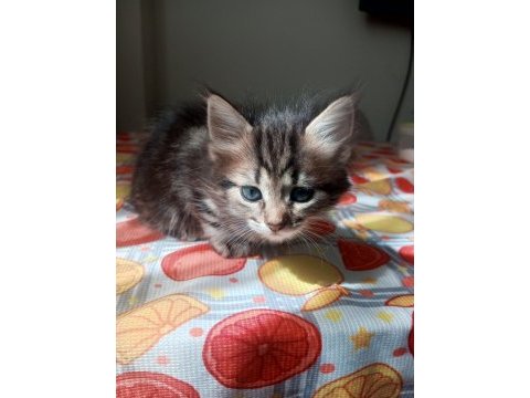 Yavru british longhair