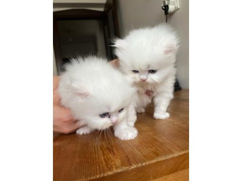 Anne altından orjinal chinchilla yavrularım