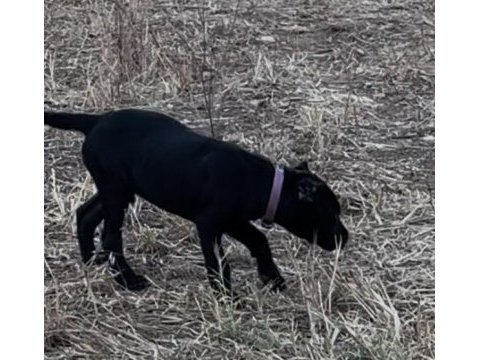 Safkan cane corso