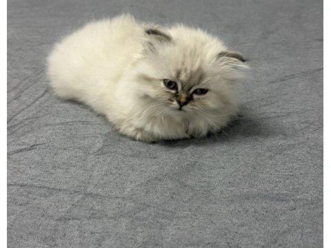 British longhair 2 aylık yavru dişi kedimiz