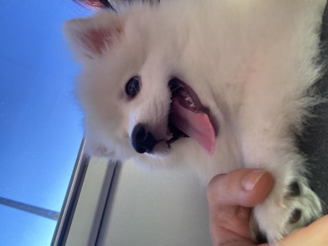 4 aylık dişi pomeranian sahiplendirme