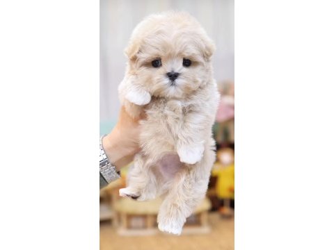 Kore kan teacup poodle yeni sahibini bekliyor