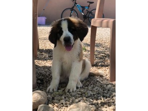 Saint bernard bebek köpekler